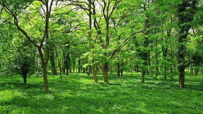 How sustainable is digital advertising today?